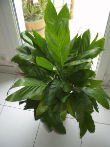 metallic palm, miniature fishtail palm,کامه دور‌آ متالیکا
